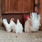 دجاج جبنيز بانتيوم بجده ذهبان