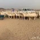 غنم خلفات حرش عددها 75 تحتها 75