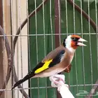 ذكر حسون تربايه كبيس كناري . تم البيع