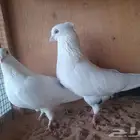 . .
