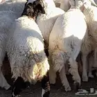 ذبائح أبو ريتان