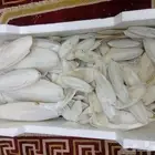 متوفر حبار للطيور بافضل الاسعار جميع الاحجام