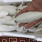 متوفر حبار لجميع انواع الطيور بلكيلو حجم كبير وسط صغير