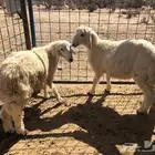 طليان ..رخال ..ذبايح ..طلي ..رخل