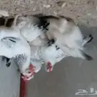 دجاج سوساكس الانجليزي بجده ابحر الشماليه