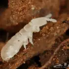 حشرة سبرينق تيل قاتلة التعفن للتيراريوم springtail
