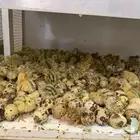 صوص صيصان سمان الحبه بريال