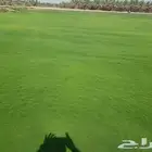 عشب ياباني درجة اولى نجيلة ثيل طبيعي