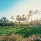 مطلوب مزرعة للايجار السنوي
