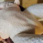 ديك رومي ذبح من 5 الى 7 كيلو