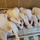 ديك رومي ذبح طازج