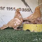 زوج لونق فيس مع انتاجه (( تم البيع ))