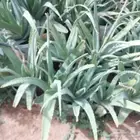 صبار الاوليفيرا السر العجيب للشعر الجذاب
