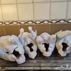 ديك رومي ذبح من 5 الى 7 كيلو