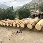 خلايا بلدي