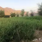 برسيم للبيع اخضر