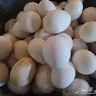 للبيع بيض طازج بلدي فيومي