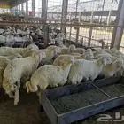 طليان حري مع خدمة التوصيل للباب