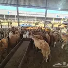 طليان سواكني مرباه مع الذبح و التوصيل