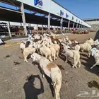 طليان سواكني مع الذبح والتوصيل