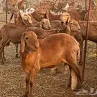 طليان سواكني ويوجد ذبح وتوصيل