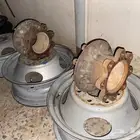تباريز جمس