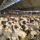 طليان بربري و تيوس صومالي ب 830 ريال مع التوصيل