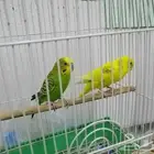 عصافير الحب