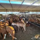 طليان سواكني مع خدمة التوصيل