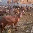 طليان سواكني تربيه