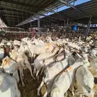 تيوس بربري ب 650 مع خدمة التوصيل