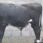 ثور هولندي طيب للبيع