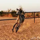 فرس شعبية شيخه