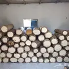 خلايا نحل