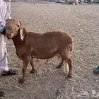 طليان سواكني تربيه