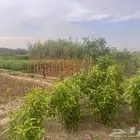 جميع اشجار الزينه والحمضيات والفواكه والزيتون والنخيل