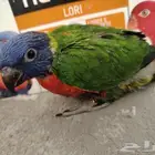 لوري للبيع