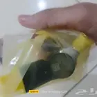 بخاخ ديزل مكينه 1600 1700