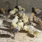 صوص للبيع