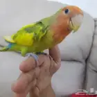 روز اليف جدا