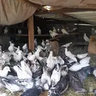 عشة حمام للبيع