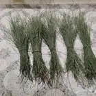 مرخ للحنيذ