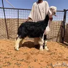 طلي نجدي مشروع فحل(تم البيع)