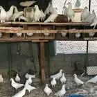 حمام