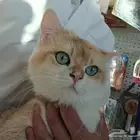 متاح للتزواج. اسكتوش استريت مستوا فخم