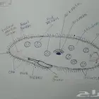 رسم كل شي بالسعر المطلوب