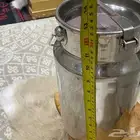 دلاية العساف كورية
