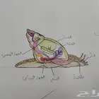 رسم فنون
