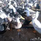 بط بكيني وشرشيري