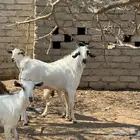 تيس فحل صنف رباع